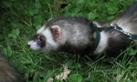 Дали е можно да се оди со ferret